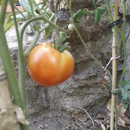 Pura Vida Privatunterkunft El Tiemblo